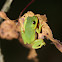 Squirrel tree frog