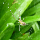 Horizontal Orb Spider