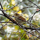 Chipping Sparrow - winter plumage