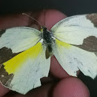 Mexican yellow ♂