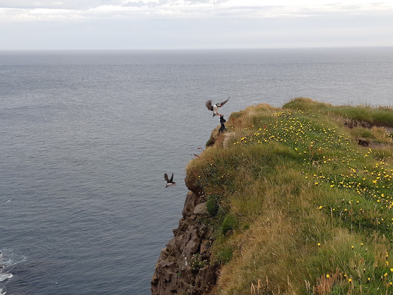 Исландия - родина слонов (архипелаг Vestmannaeyjar, юг, север, запад и Центр Пустоты)