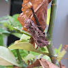 Tobacco Cutworm Moth