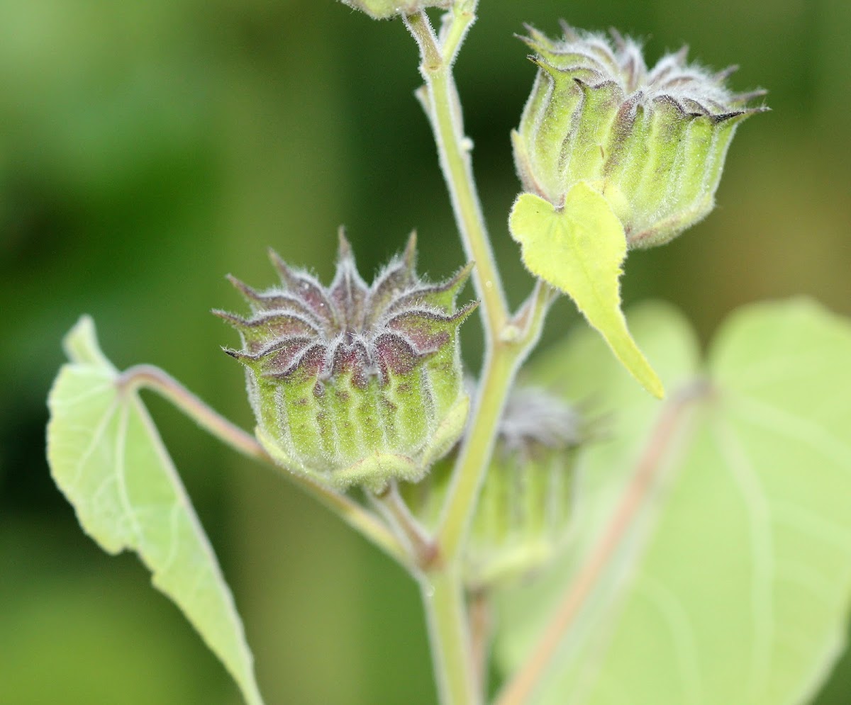 Velvetleaf