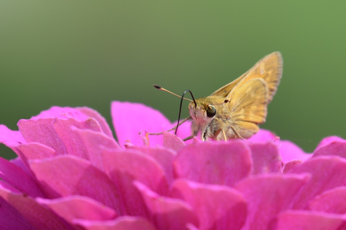 Skipper Butterfly