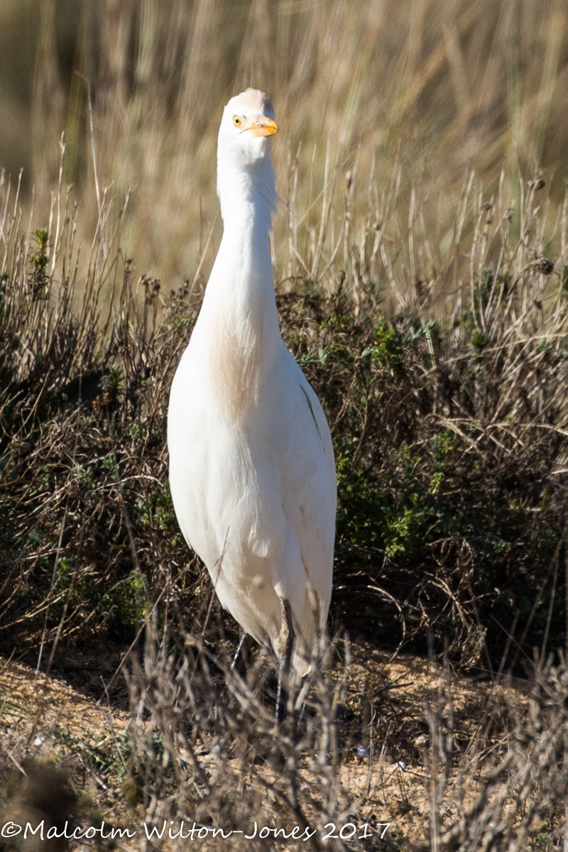 Cattle Egret