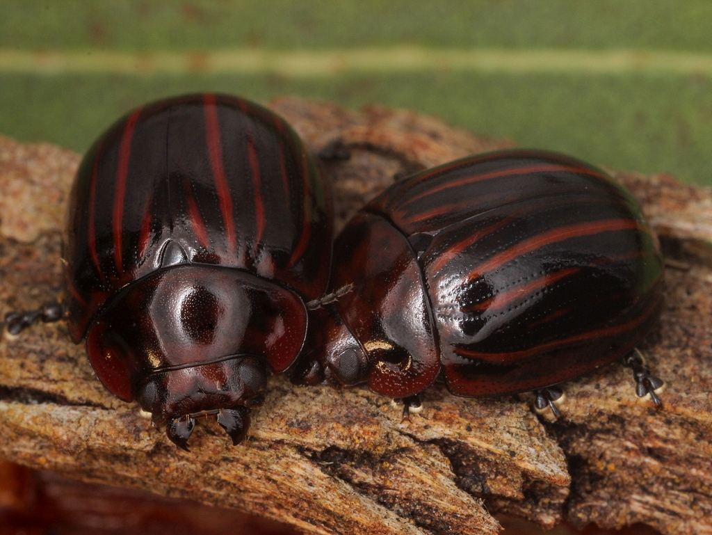 Tortoise leaf beetle