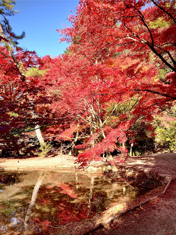 ハスラーの紅葉・紅葉ドライブ・曽木公園・ハスラー・紅葉狩りに関するカスタム事例の投稿画像11枚目