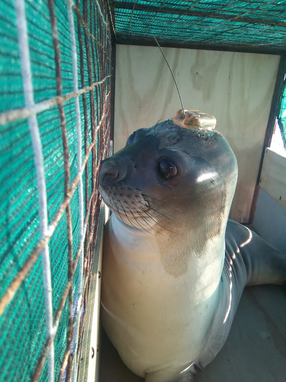 GOODBYE ZIGGY: The young elephant seal born in Port Elizabeth sits in his crate, the tracking device visible on his head