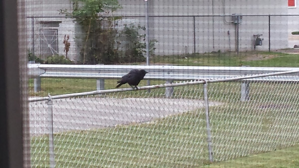 American Crow