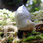 Pacific banana slug