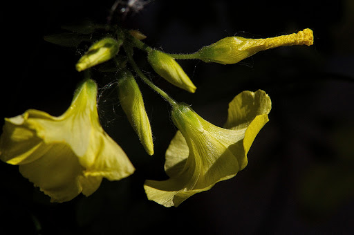 Oxalis pes-caprae