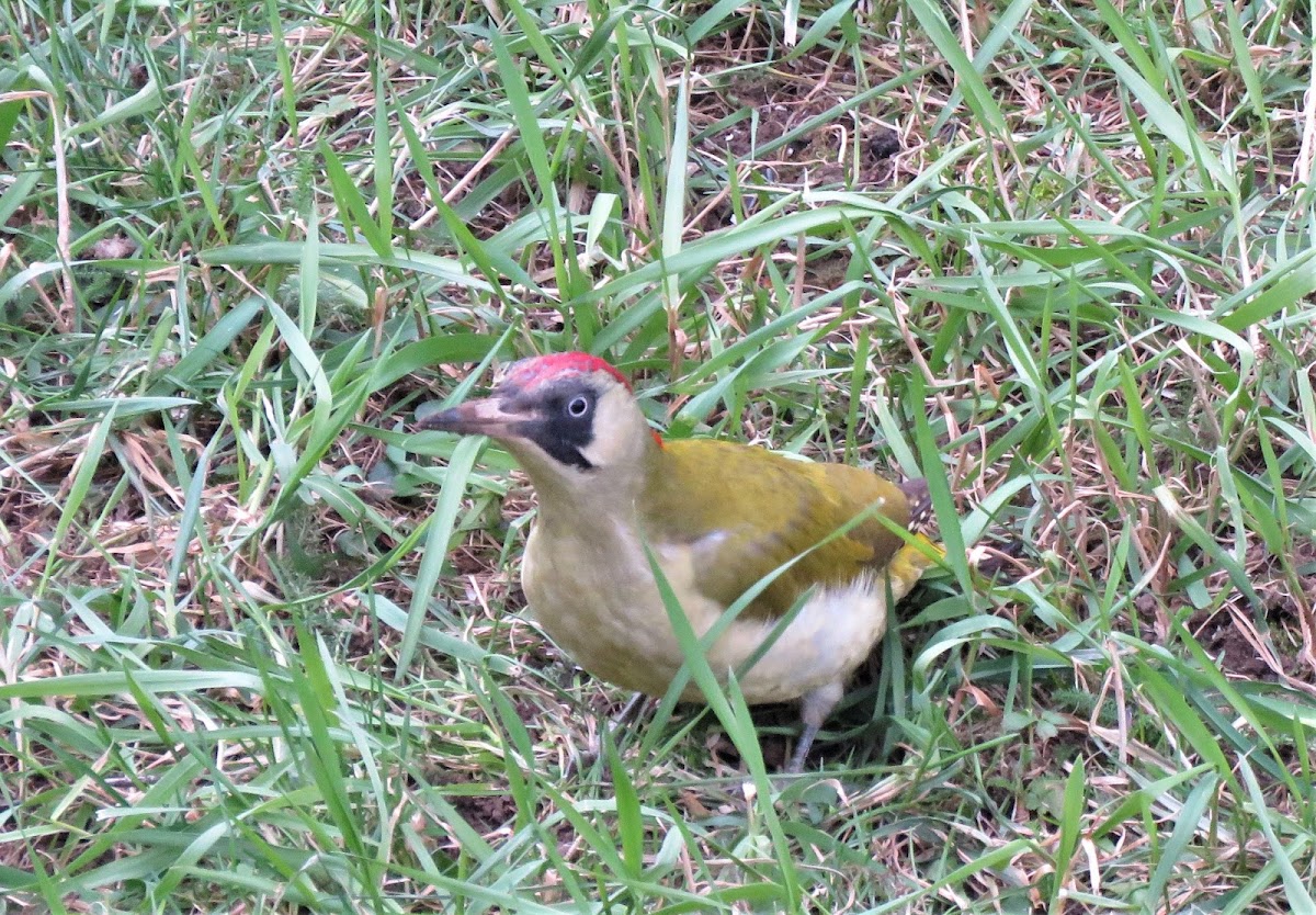 Green Woodpecker