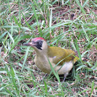 Green Woodpecker