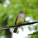 Great Crested Flycatcher