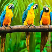 Favorite Parrot live wallpape  Icon