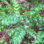 Low Oregon Grape