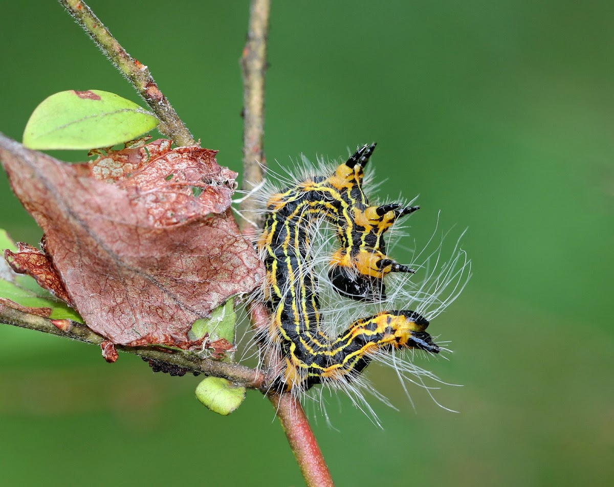 Yellownecked Caterpillar