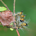 Yellownecked Caterpillar