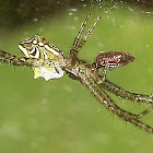 Dome Spider