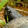 Yellow-bellied slider