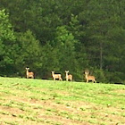 White tail deer