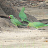 Rose-ringed Parakeets