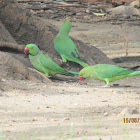 Rose-ringed Parakeets