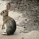 Desert Cotton Tail