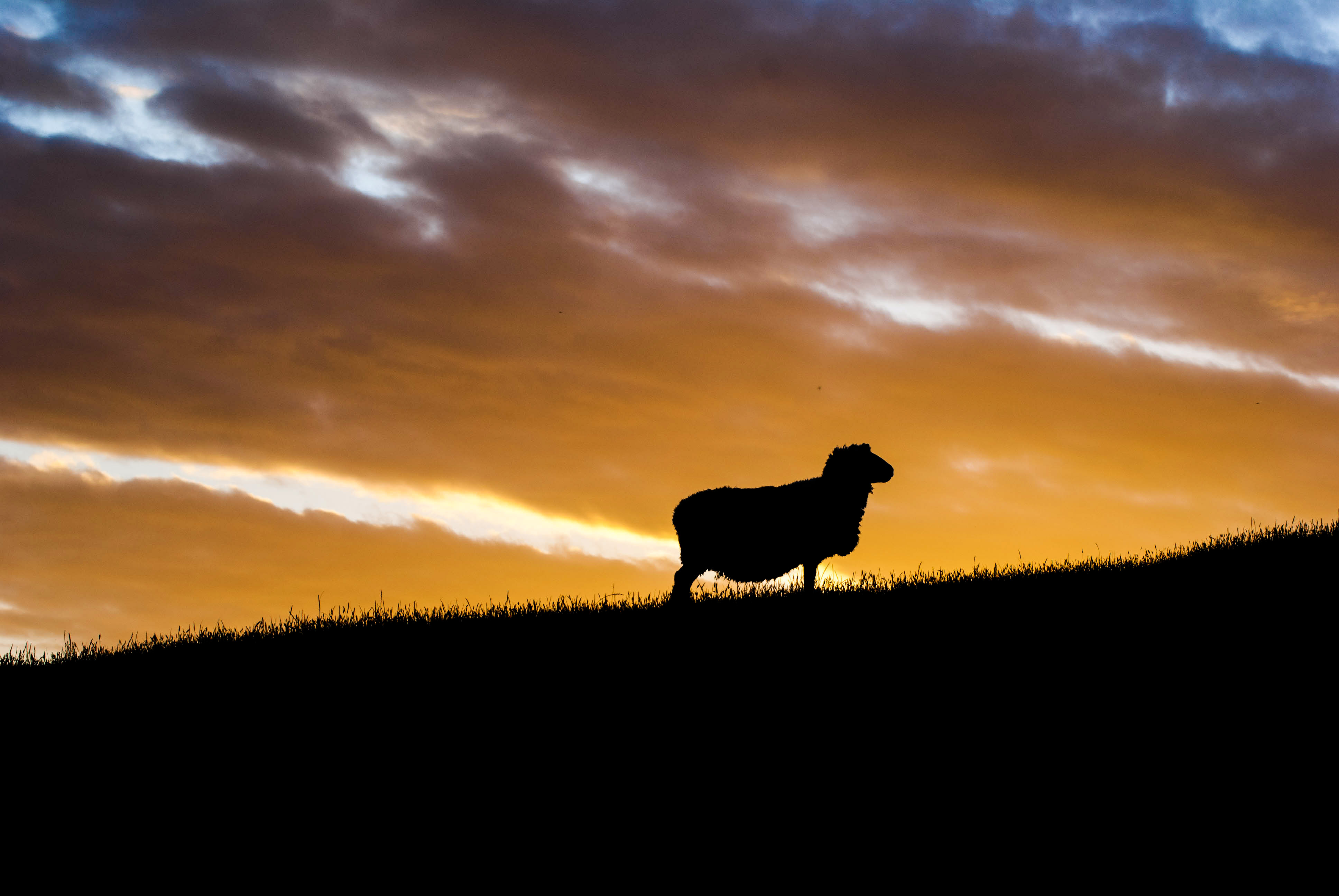 Riflessioni di una pecora al tramonto di Highlander