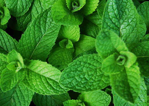 Mint Benefits