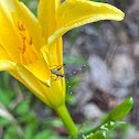 Scudder's Bush Katydid Nymph