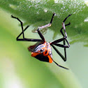 Large Milkweed Bug