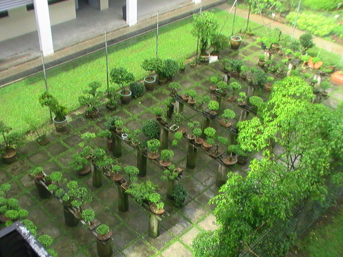 School Bonsai Garden.JPG