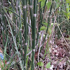 Horsetail