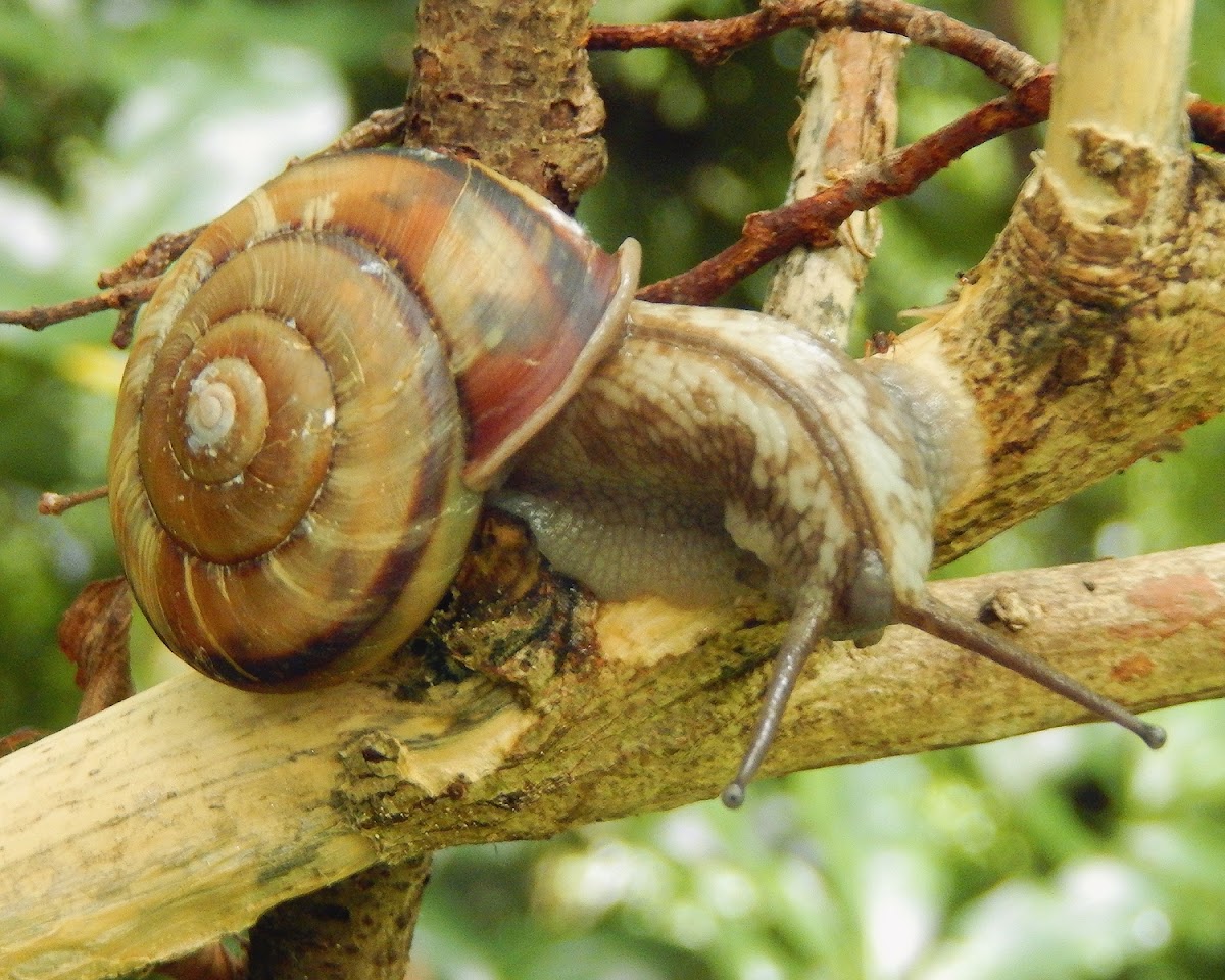 Land Snail