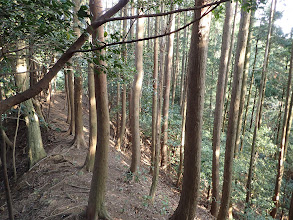 植林の中を進む