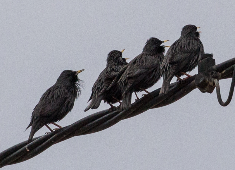 Spotless Starling; Estornino Negro