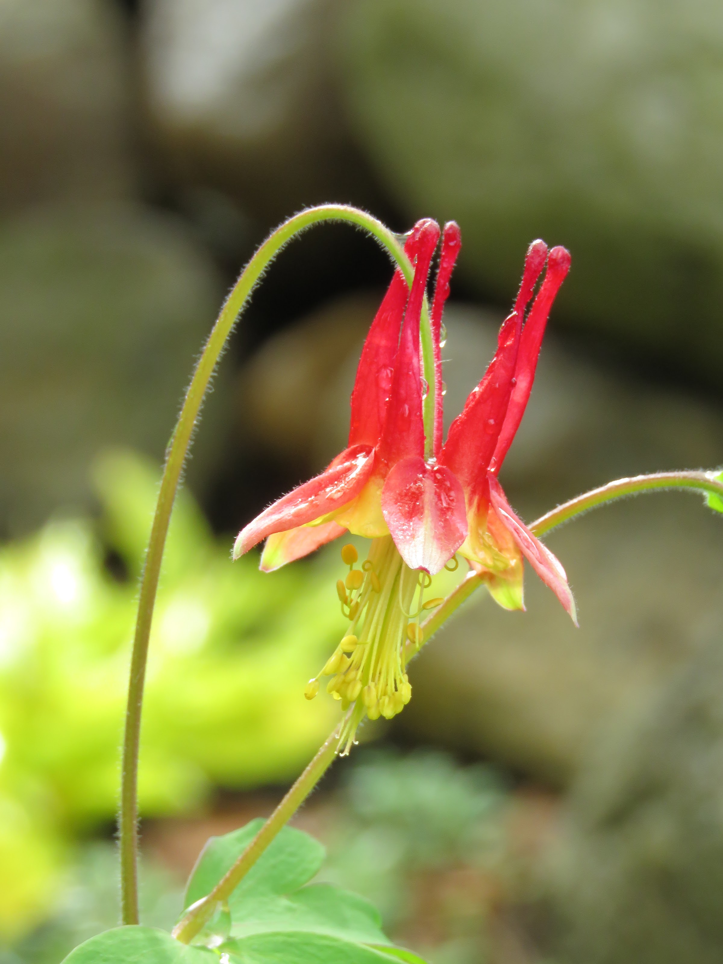 Pendant ce temps, dans le jardin de grigri... - Page 15 RZY6sp8ug0rJp3Iuyinc3IpQqeJEGinVC8V-ptlYU4Za5jSMMgeAdvVO2htzDsxR83_-_UR6U9OV2PbxxlxDxxE_SwHfbCnzjKVQJ2k8r_HPdV3rzBVM7W5CkTjMp_VIrC5zsNe7JF4=w2400