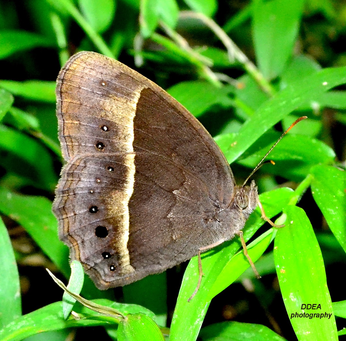 TAMIL BUSHBROWN