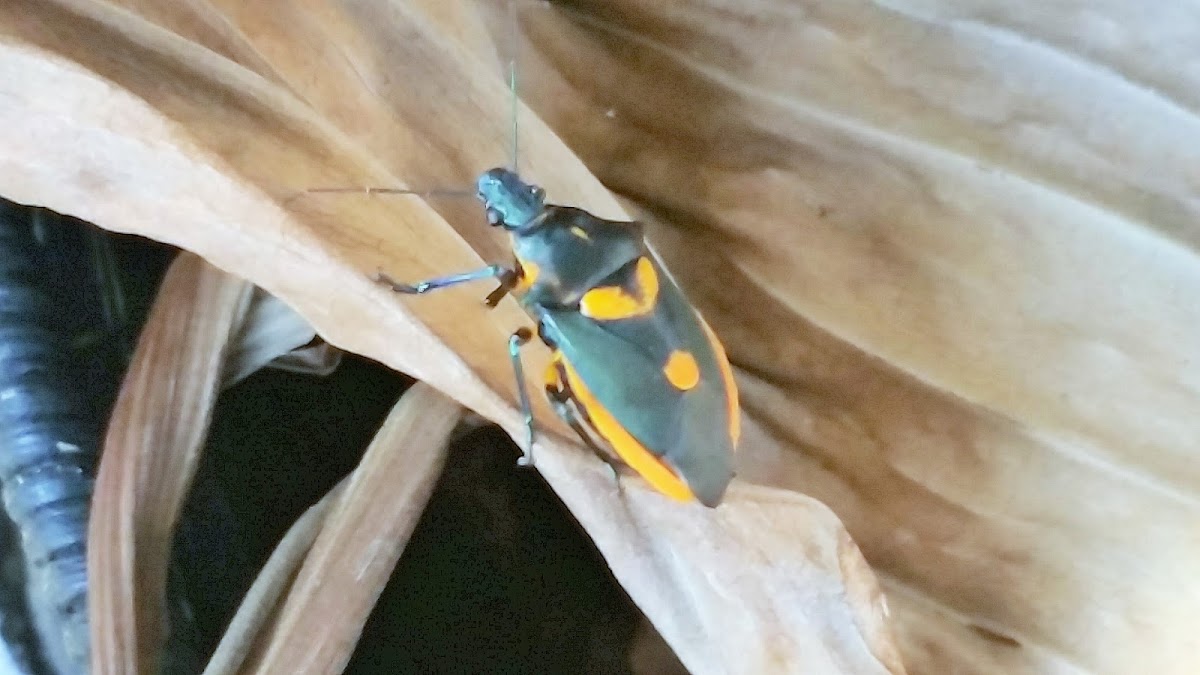 Florida predatory stink bug