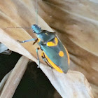 Florida predatory stink bug