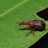 Leaf Rolling Weevils