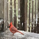 Northern Cardinal