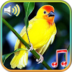 Cover Image of Download Birds Sounds Ringtones & Wallpapers 1.1 APK