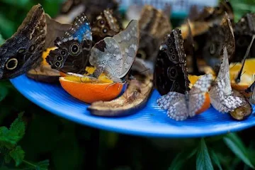 unexplored-places-goa_butterfly_condervatory_of_goa_image