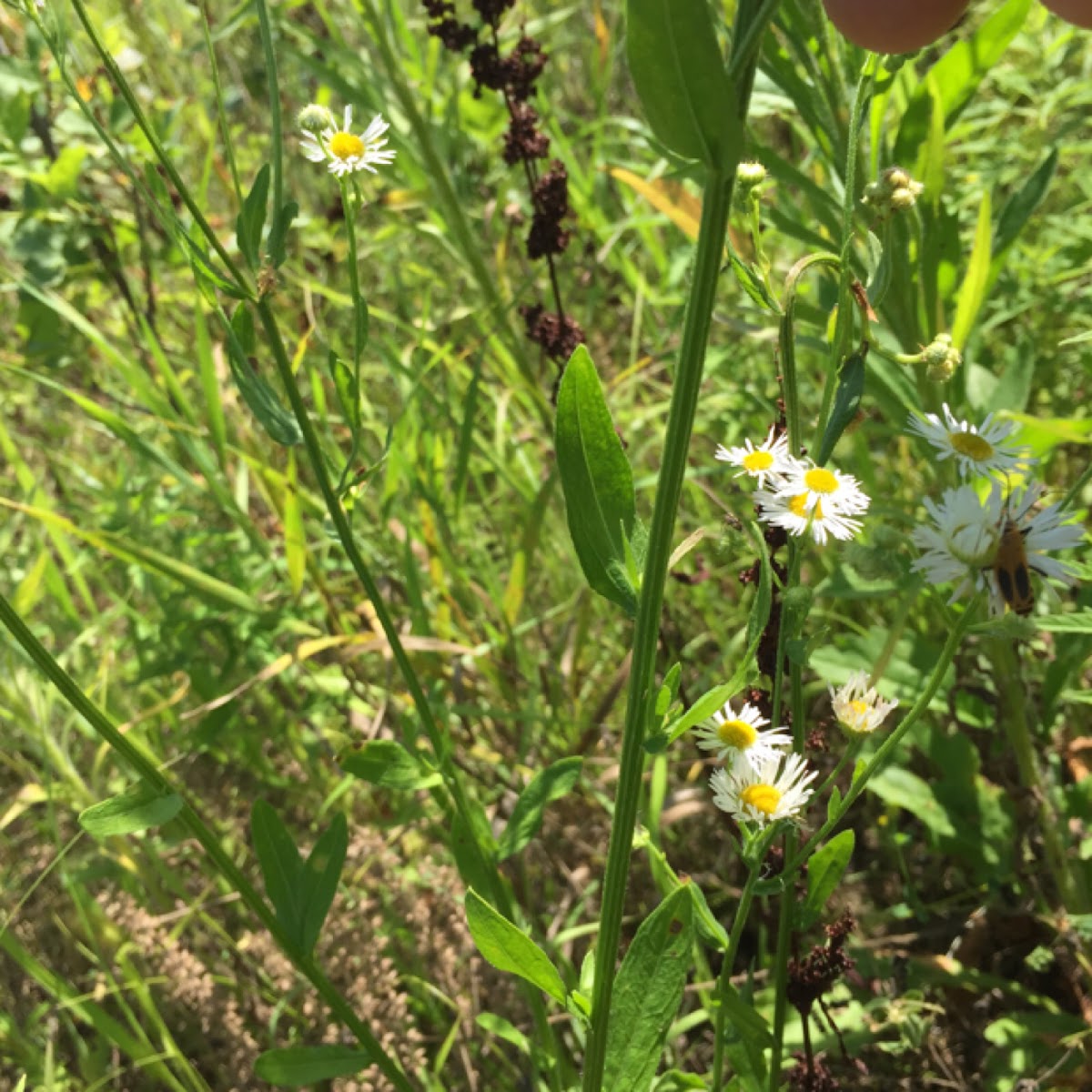 Daisy Fleabane