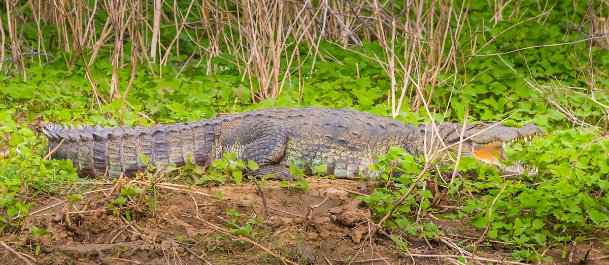 mugger crocodile, freshwater crocodile, marsh crocodile