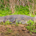 mugger crocodile, freshwater crocodile, marsh crocodile