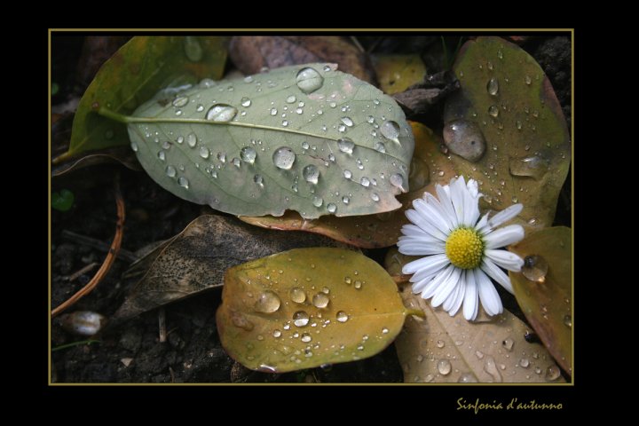 Sinfonia d'autunno di fieldsofgold