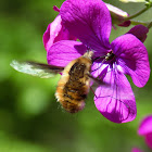 The large bee-fly